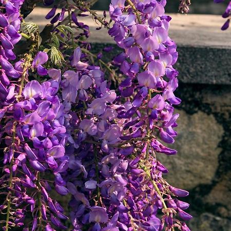 Cazzago San Martino Il Glicine B&B Ristorante المظهر الخارجي الصورة